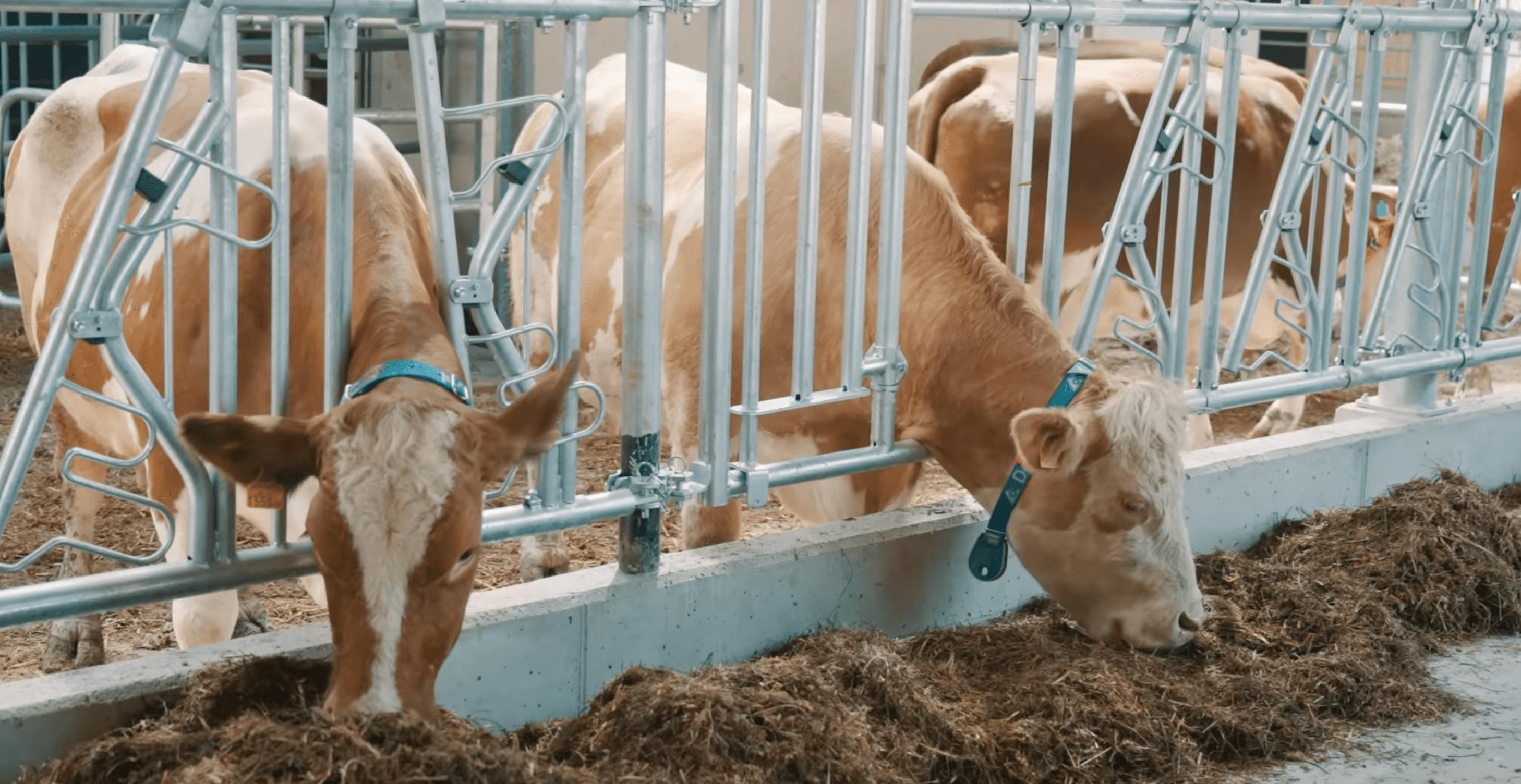 St. Veit – Milchviehstall